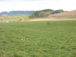 Daffodils amoungs the grass stubble.