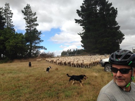 Sheep Jam with dogs! 
