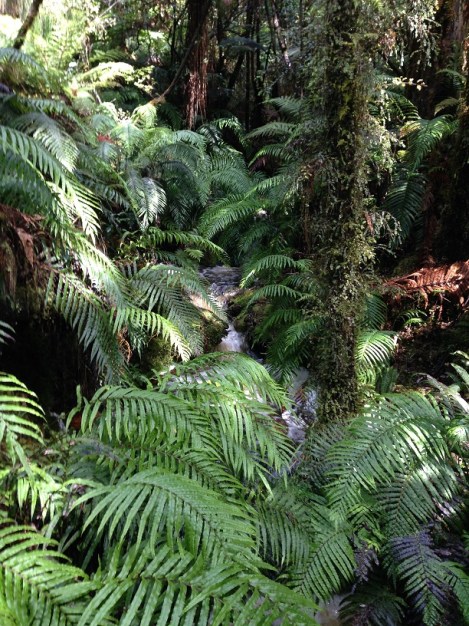 The dense foliage in the rain forest - with a small waterfall. 