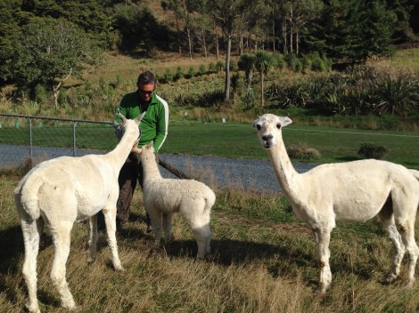 Jay feeding the Alpaca momma's and babys. 